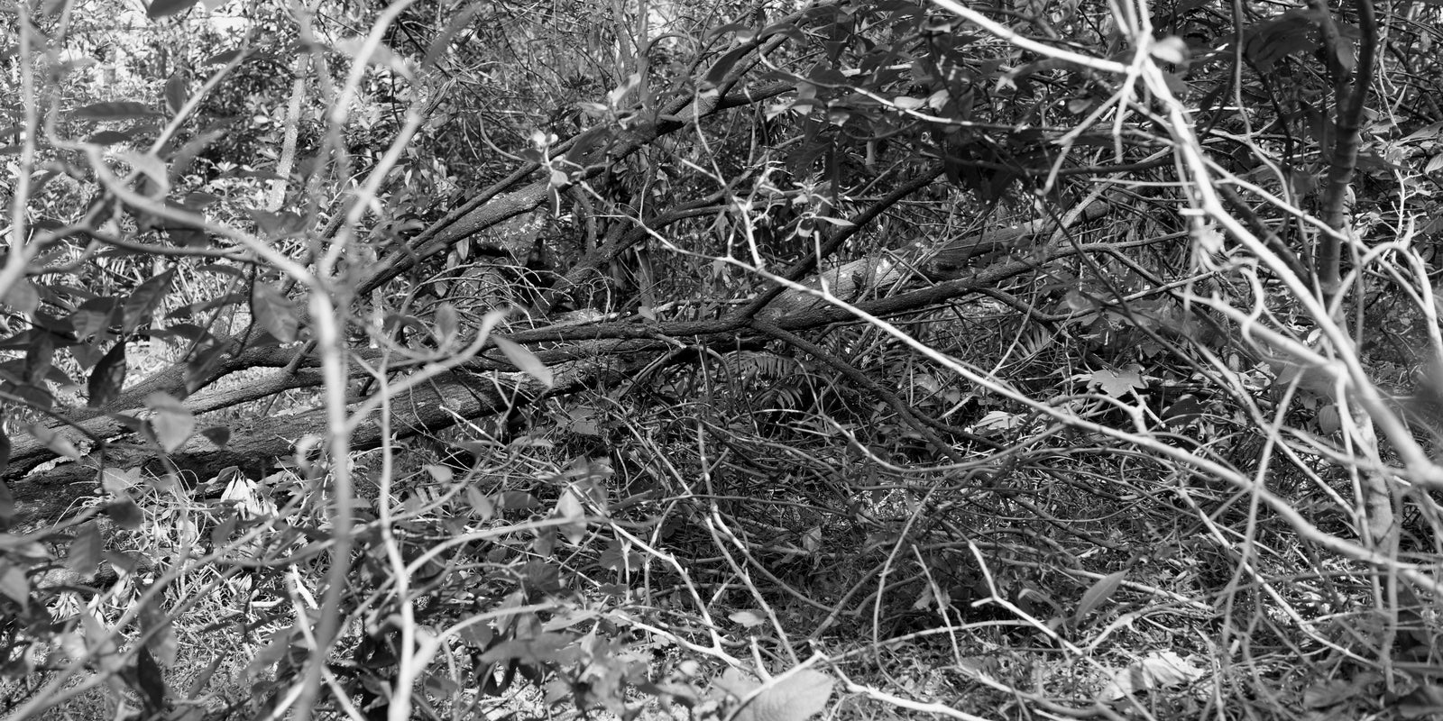 CozyBag Wilderness Camouflage