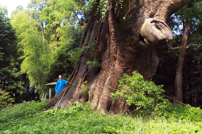 The 1300-year old giant camphor tree