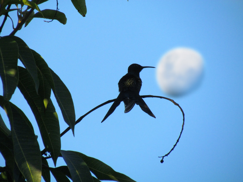 Amazing Facts About Hummingbirds At Night,How To Store Basil In The Fridge