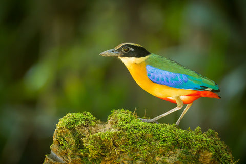 Photo of a Blue Winged Pitta Pitta in exquisite detail