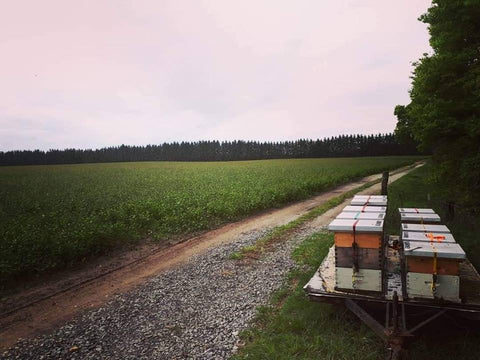 BLB Honey Crop Pollination Services Southwestern Ontario