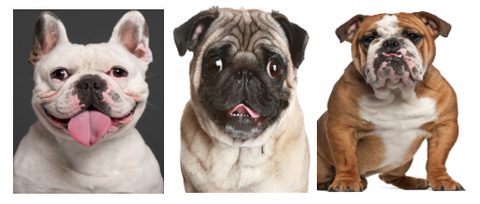 Brachycephalic Dog Breeds  and hot weather