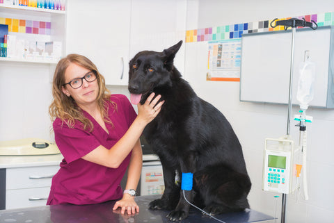 Dealing with dog dehydration