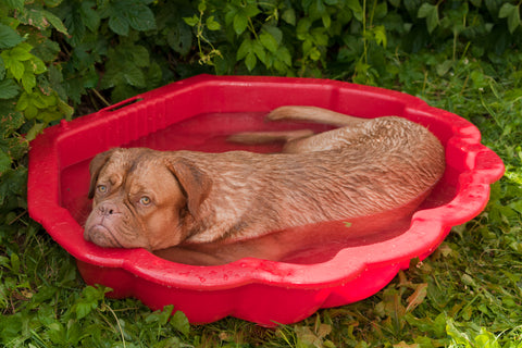 Keeping dogs cool in summertime