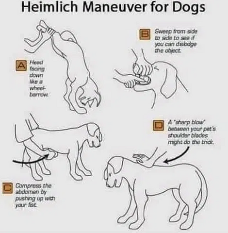 Heimlich maneuver dogs