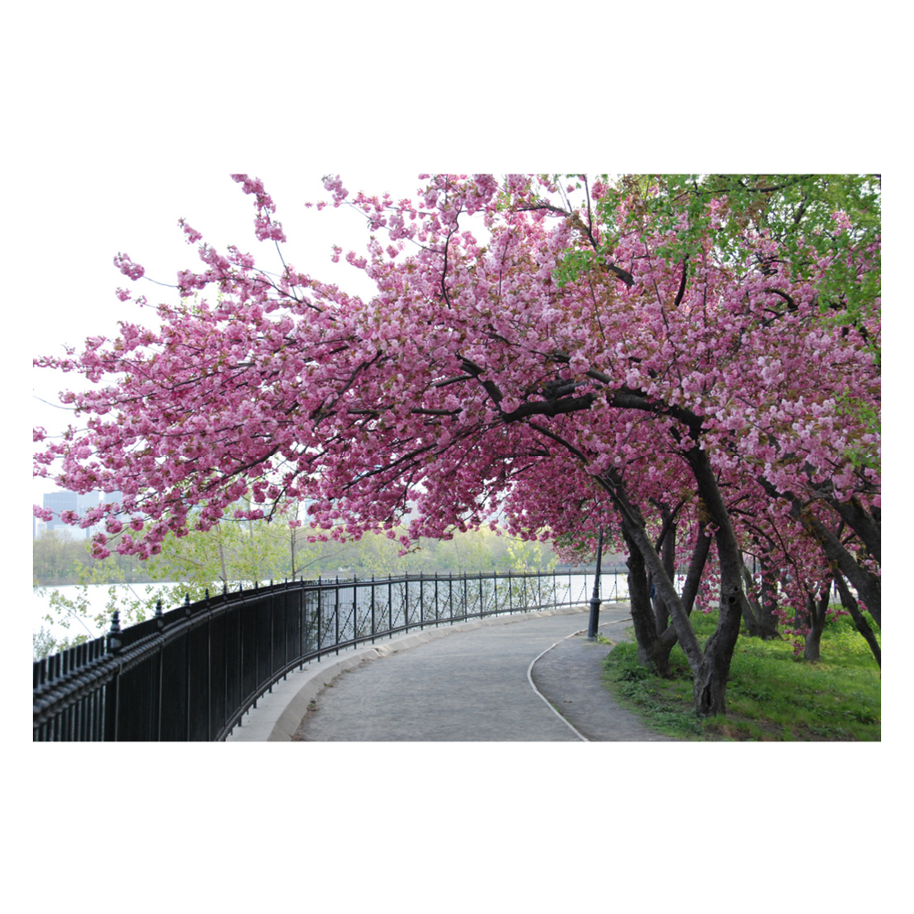 Cherry Blossoms, Central Park