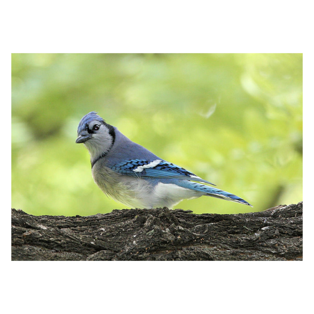 Blue Jay in Central Park