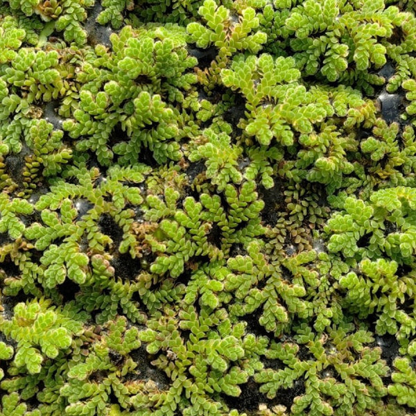 Azolla (Fairy Moss) - Wetplants