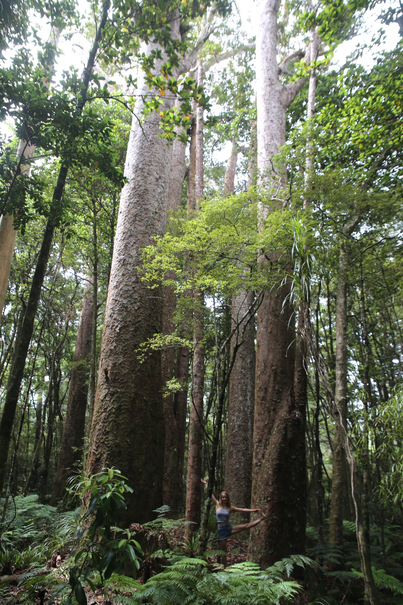 Kauri Forest New Zealand