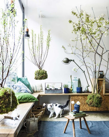 indoor plant trend hanging moss interior design