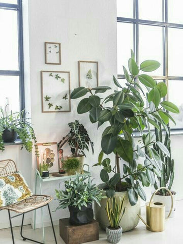 indoor plant trend planters design 2018