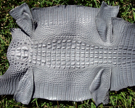 Une peau d'alligator corné gris.