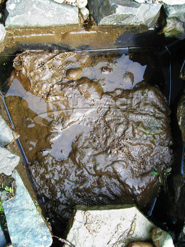 The truth about annually cleaned waterfall filters - the bad for your pond