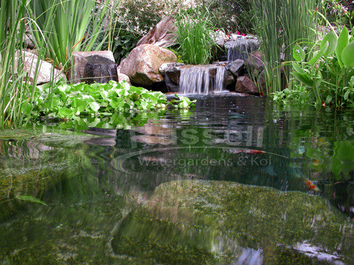 Ahi Series 11' x 11' water garden pond kit pond waterfall with filter