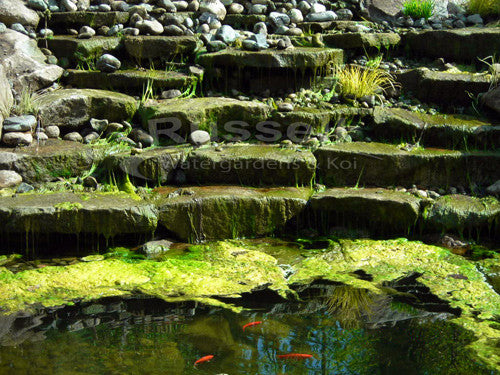 The truth about annually cleaned waterfall filters is that they are difficult to clean and cause algae and fish disease