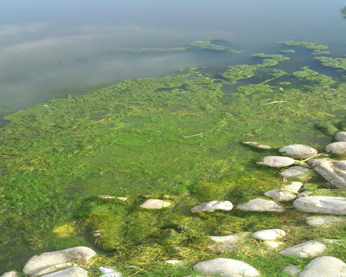 Annually cleaned ponds grow excessive algae