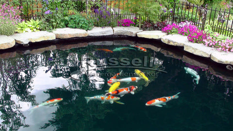 The Bubble-less Koi Pond™ is a design concept created by Russell Watergardens & Koi that eliminates air bubbles in the pond that obscure viewing the koi.