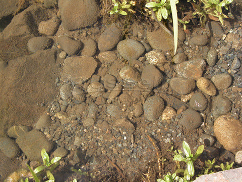 Dirty pond gravel