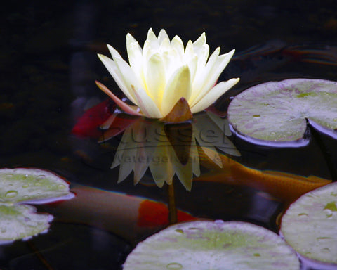 A water garden pond built with a Hydro Vortex™ pond kit is easy to clean.