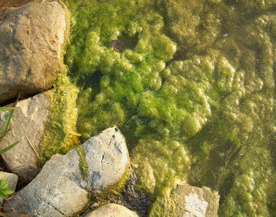 Slotted pump vault gravel filled pondless basin grows algae like crazy