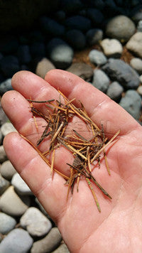Tree needles hand picked from a gravel filled pondless basin