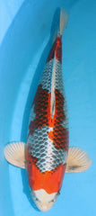 Koi varieties - Hikarimoyo