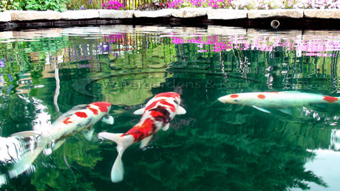 The Bubble-less Koi Pond™ provides beautiful sky and landscape reflection for the koi to swim through.