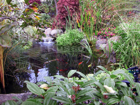 A Hybrid Pond™ looks more natural in the landscape than a koi pond.