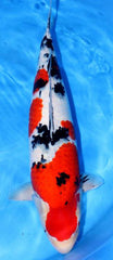 Koi varieties - Sanke