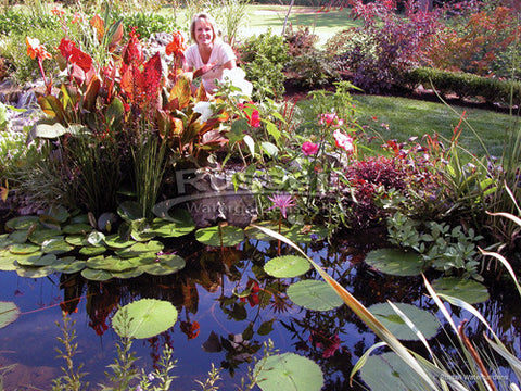 Water plants - what types of water plants and how many can I have in my pond?