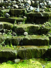 A conventional pondless waterfall with stream feeds algae.