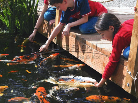 Koi, goldfish, and other pond fish can all live in a koi pond together.