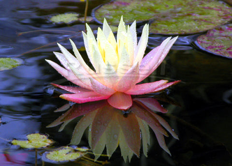 Have blooming water plants in your pond from spring through fall!