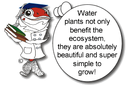 Water plants benefit the ecosystem.