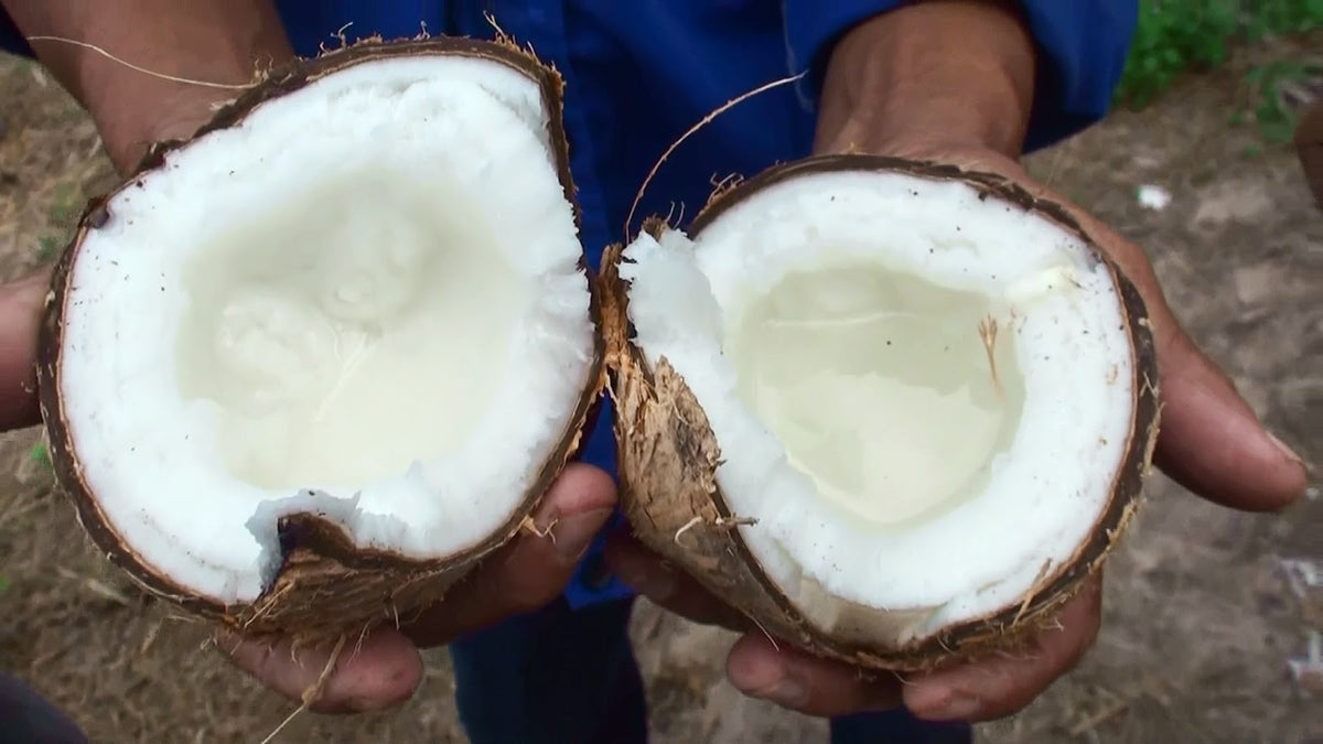 Embryo Cultured Macapuno (Mutant Coconut) – Lunti - We Grow Opportunities