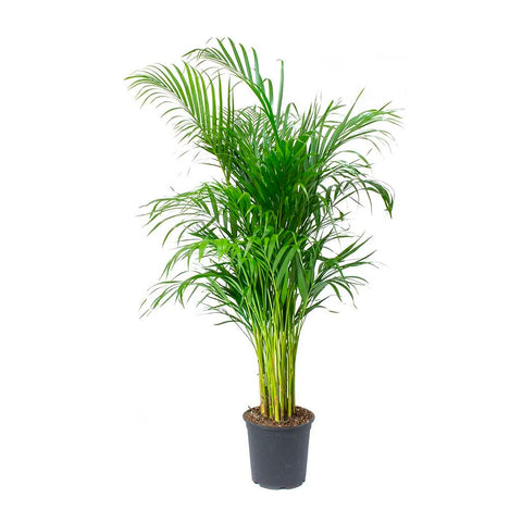 Areca Palm Plant | scooms