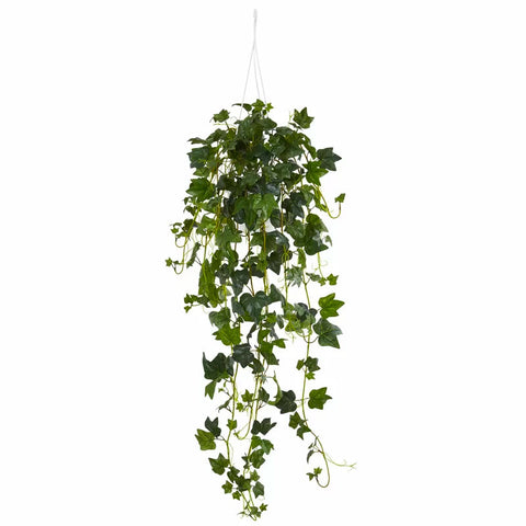 English Ivy Plant | scooms