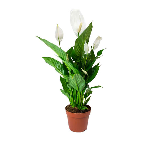 Peace Lily Plant | scooms
