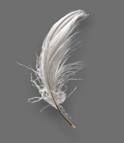 Close up of Hungarian Duvet Feather | scooms