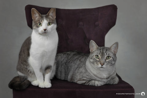 Posh-Pets-Photography-cats