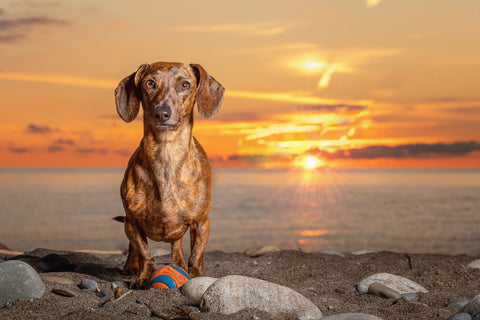 Posh-Pets-Photography-dachshund