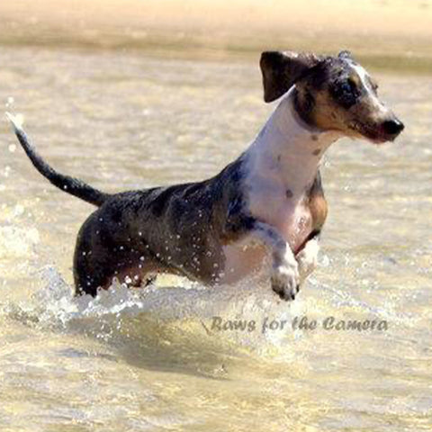 Shadow the Double Dapple Dachshund