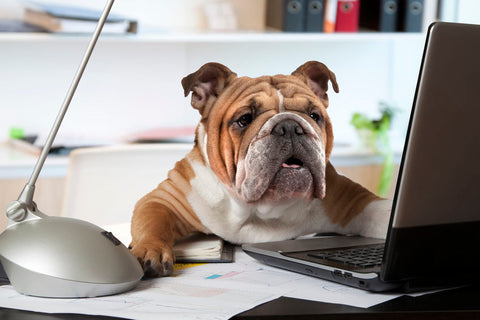 dog at computer