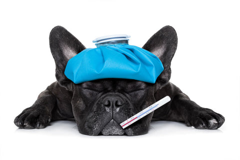 Dog with thermometer