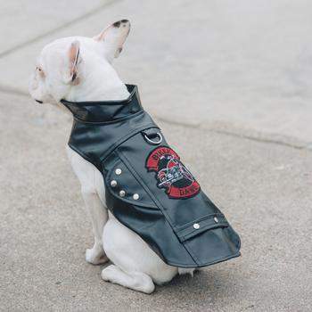 biker jacket dog