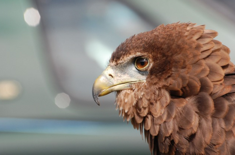 Head of an eagle