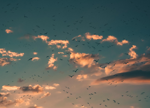 Birds flying through a sunset sky
