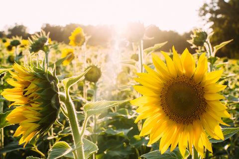 Sunflowers in the sun