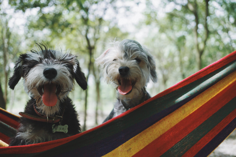 Happy dogs in a hammock