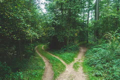 two paths in a forest